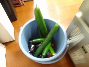 巨大な野菜たち