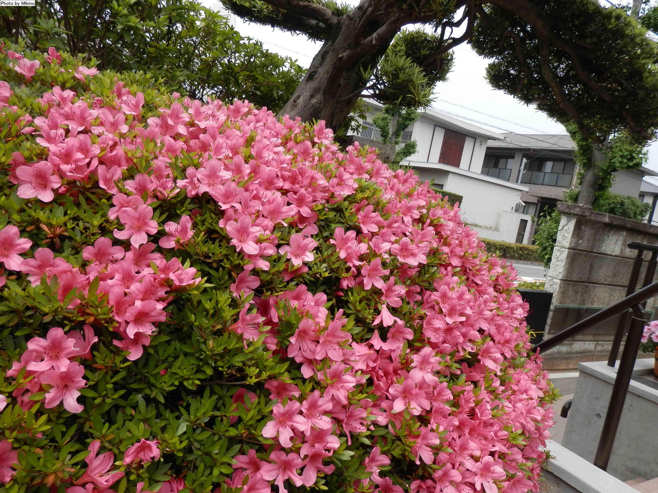 庭のツツジが咲きました 12 5 29 サポネの家 カフェつき宅幼老所